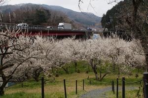 木下沢梅林-高速側03137