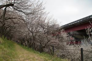 木下沢梅林-高速側小路0317