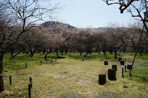木下沢梅林-平場0320