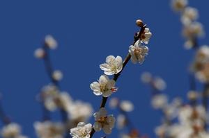 木下沢梅林-アップ0320