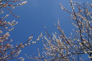 木下沢梅林-空0320