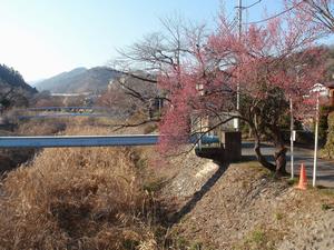 遊歩道梅林0131-1