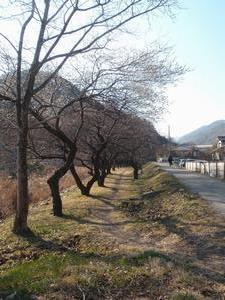 遊歩道梅林0131-2