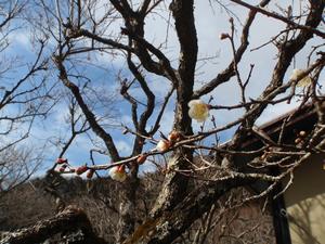 木下沢梅林0201-2