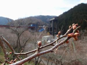 木下沢梅林0201-1