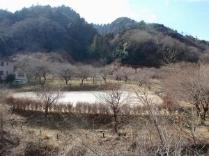 するさし梅林0201