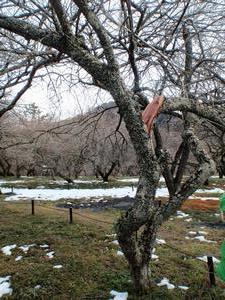 木下沢梅林枝折1