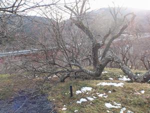 木下沢梅林枝折2