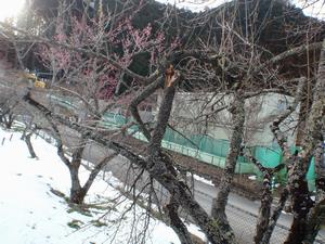 木下沢梅林枝折3