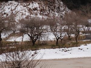 するさし枝折れ