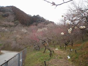 木下沢梅林-0214-1