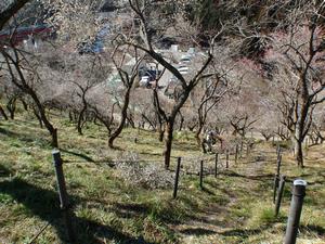 木下沢梅林0214-2