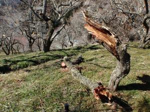 木下沢梅林0214-3