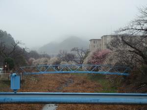 遊歩道梅林0222-1