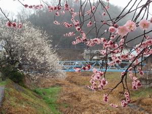 遊歩道梅林0222-2