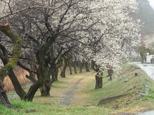 遊歩道梅林0222-3