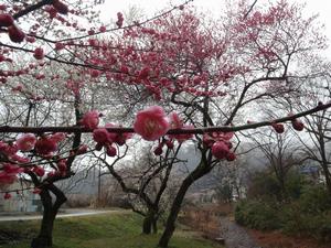 遊歩道梅林0222-4