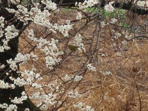 遊歩道0222-6メジロ