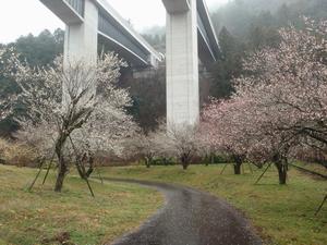 高尾梅の郷まちの広場0222-2