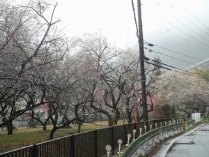 湯の花梅林0222-1