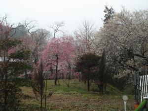 湯の花梅林0222-2