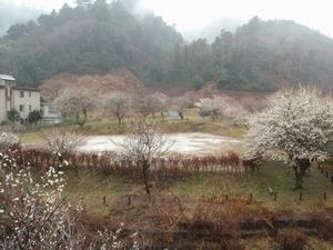 するさし梅林0222