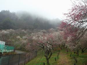 木下沢梅林0222-1