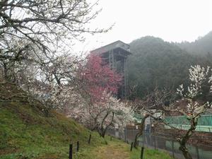 木下沢梅林0222-2