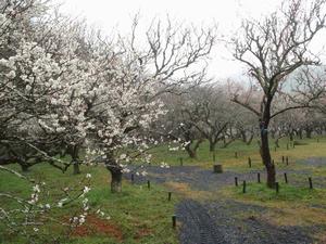 木下沢梅林0222-3