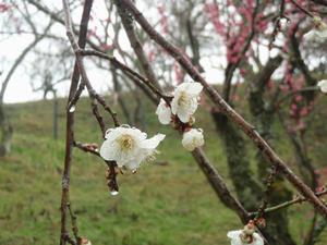 木下沢梅林0222-4