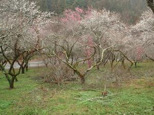 木下沢梅林0222-5