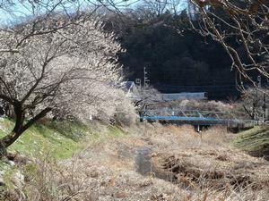 遊歩道梅林0226-1