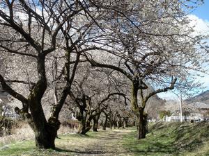 遊歩道梅林0226-2
