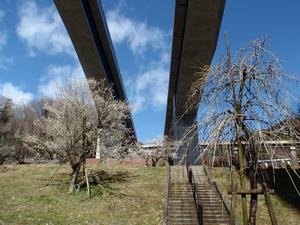 高尾梅の郷まちの広場0226-1
