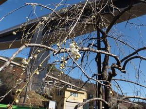 高尾梅の郷まちの広場0226-2