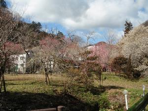 湯の花梅林0226
