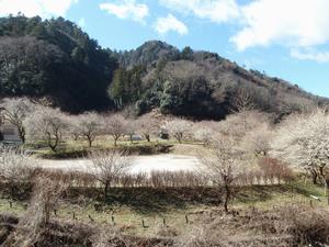 するさし梅林0226