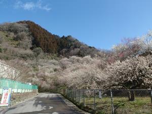 木下沢梅林0226-1