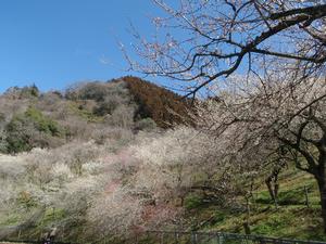 木下沢梅林0226-2