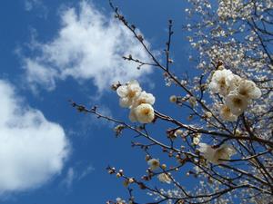 木下沢梅林0226-3