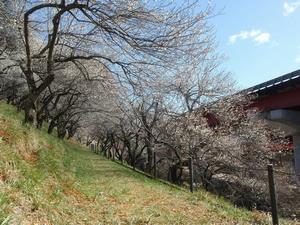 木下沢梅林0226-4