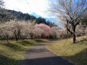 高尾梅の郷まちの広場0304-1