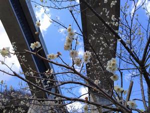 高尾梅の郷まちの広場0304-2