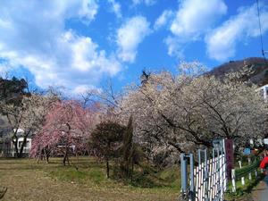 湯の花梅林0304