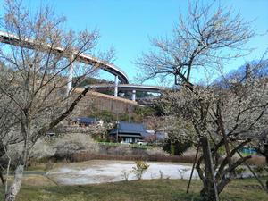 するさし梅林0304-2