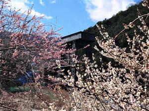 木下沢梅林0304-2