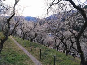 木下沢梅林0304-3