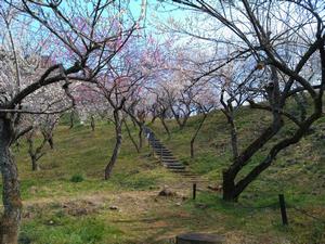 木下沢梅林0304-4