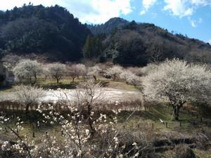 するさし梅林0304-3