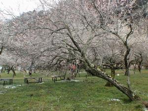 木下沢梅林0306倒木